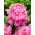 Pioenroos (Paeonia) 'Monsieur Jules Elie' - megapakket - 50 planten