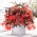 Begonia boliviensis Bertini „Santa Cruz” - Confezione grande - 10 unità