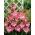 Gladiolus, Gladiole, Schwertblume 'Charming Beauty' - 5 Stk.