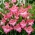 Gladiolus 'Charming Beauty' - Large Pack! - 50 pcs.