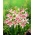 Gladiolus, Kardvirág 'Impressive' - 5 db.