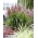 Roseau de Chine (Miscanthus sinensis) «Volcano» - Paquet giga - 50 unités