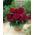 Begonija - polnjeni cvetovi, temno rdeča - mega paket - 100 čebulic