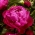 Kiinanpioni 'Red Sarah Bernhardt' - taimi - 1 kpl