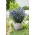 Ümaralehine kellukas - seemned (Campanula rotundifolia)