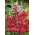 Mølleblomst - rød - frø (Clarkia unguiculata)