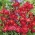 Amandelroosje - rood - zaden (Clarkia unguiculata)