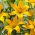 Ljiljan 'Gold Twin' - dvostruki cvjetovi - 1 lukovica