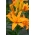 Giglio, Lilium „Scoubidou” - fiore doppio - Confezione gigante - 50 unità