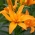 Crini „Scoubidou” - floare dublă - Pachet gigantic - 50 unități