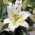 Giglio, Lilium „Primrose Hill” - orientale, profumato - Confezione gigante - 50 unità