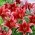 Giglio, Lilium „Red Flash” - orientale, profumato - Confezione grande - 10 unità