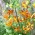 Crin de pădure (Lilium martagon) „Sunny Morning” - Pachet mare - 10 unități