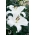 Giglio, Lilium „Monte Bianco” - Confezione grande - 10 unità
