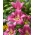 Tree Lily 'Purple Lady' - Giga Pack! - 50 pcs.