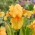 Giaggiolo, Iris germanica „All Right” - Confezione gigante - 50 unità