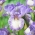 Iris germanică „Frothingslosh” - Pachet gigantic - 50 unități