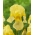 Giaggiolo, Iris germanica „Burning Bright” - Confezione gigante - 50 unità