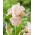 Giaggiolo, Iris germanica „Frappe” - Confezione gigante - 50 unità