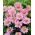 Herfstanemoon (Anemone hybrida) 'Serenade' - 1 plant