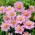 Szellőrózsa (Anemone x hybrida) 'Serenade' - Hibrid fehér szellőrózsa - Nagy csomag! - 10 db.