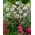 Beklierde kogeldistel (Echinops sphaerocephalus) 'Arctic Glow' - groot pakket - 10 planten