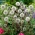 Beklierde kogeldistel (Echinops sphaerocephalus) 'Arctic Glow' - groot pakket - 10 planten