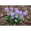 Jaglac (Primula denticulata) - plava - sadnica - 1 sadnica