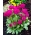 Primevère (Primula denticulata) - rose - plantules - Grand paquet - 10 unités