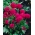 Kugleprimula (Primula denticulata) - rød - plante - 1 stk