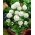 Primula denticulata, Drumstick Primula - White - Seedling