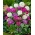 Примула (Primula denticulata) - смесени цветове - голям пакет - 10 бр.