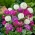 Primevère (Primula denticulata) - «Mix» - plantule