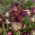 Giaggiolo, Iris germanica „Gnu Rayz” - Confezione grande - 10 unità