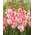 Miekkalilja - Gladiolus 'Cherry Candy' - suuri pakkaus - 50 kpl
