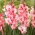 Miekkalilja - Gladiolus 'Cherry Candy' - suuri pakkaus - 50 kpl