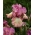 Giaggiolo, Iris germanica „Returning Rose” - Confezione grande - 10 unità