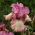 Baardiris 'Returning Rose' - groot pakket - 10 planten