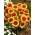 Floarea roata de foc, Gaillardia aristata „Kobold” - răsaduri - Pachet mare - 10 unități
