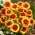 Floarea roata de foc, Gaillardia aristata „Kobold” - răsad