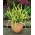 Kerti pálmaliliom, Yucca filamentosa 'Color Guard' - Nagy csomag! - 10 db.