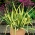 Končasta juka (Yucca filamentosa) 'Color Guard' - veliki paket - 10 sadnica