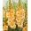 Gladiolus, Kardvirág 'Arcadia' - Giga csomag! - 250 db.