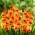 Miekkalilja - Gladiolus 'Alice' - 5 kpl