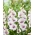 Gladiolus, Gladiole, Schwertblume 'Aviol' - Großpackung! - 50 Stk.