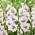 Miekkalilja - Gladiolus 'Aviol' - 5 kpl
