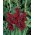 Gladiolus - Gladiolus 'Back Star' - kæmpepakke - 250 stk