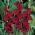 Miekkalilja - Gladiolus 'Back Star' - suuri pakkaus - 50 kpl
