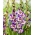 Gladiolus - Gladiolus 'Circus Color' - stor pakke - 50 stk