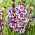 Miekkalilja - Gladiolus 'Circus Color' - jättipakkaus - 250 kpl